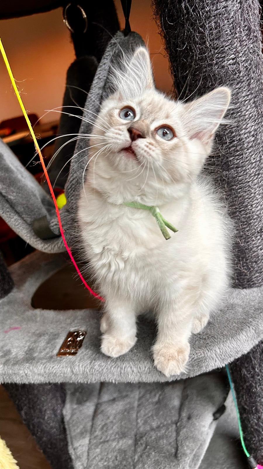 2x Prachtige Raszuivere Ragdoll kittens, Dieren en Toebehoren, Meerdere dieren, Gechipt, 0 tot 2 jaar