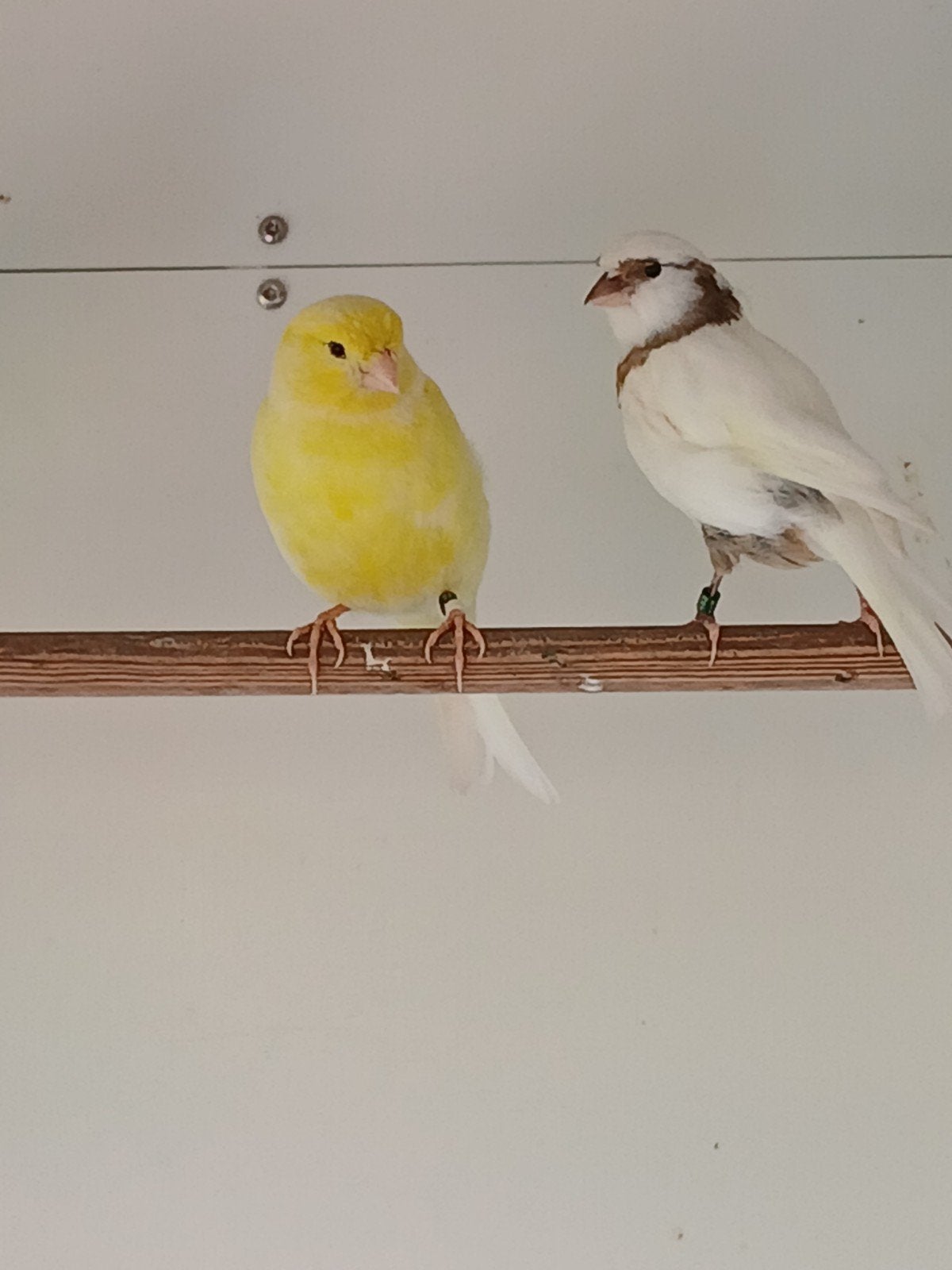 6 kanarie poppen, Vrouwelijk, Kleurkanarie