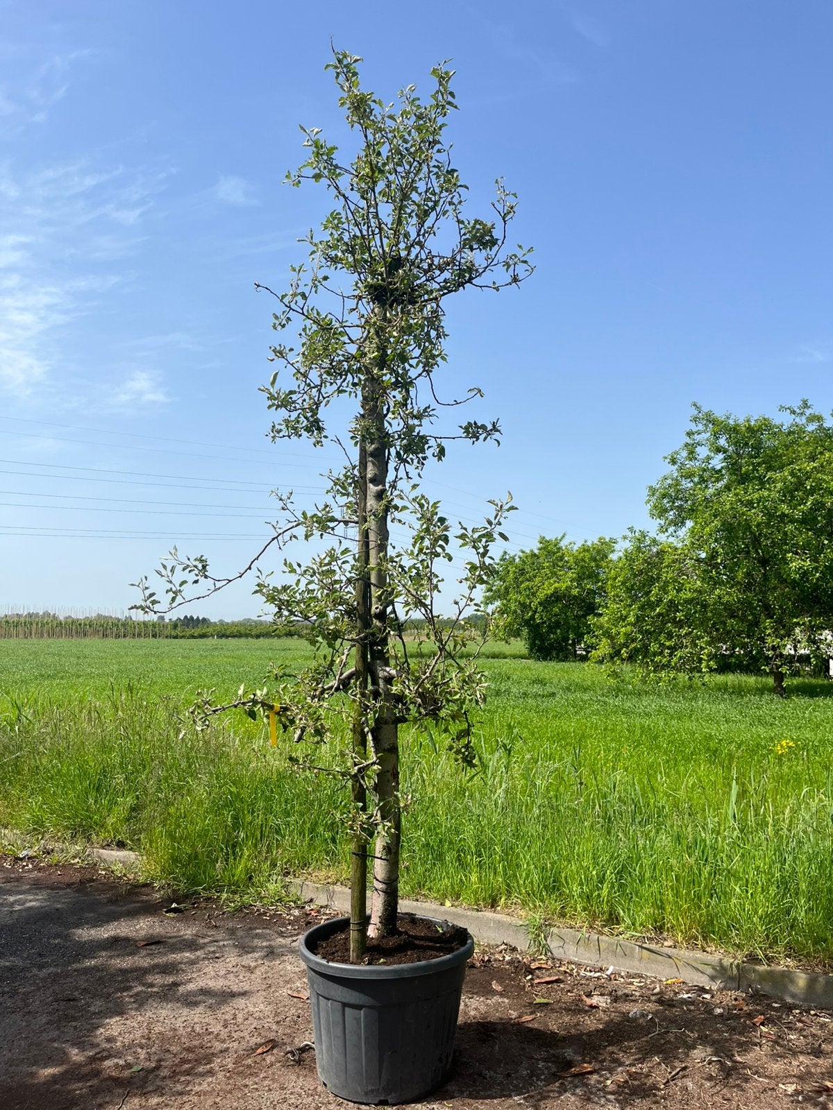 Oude appelbomen, In pot, Halfschaduw, Lente, 250 tot 400 cm