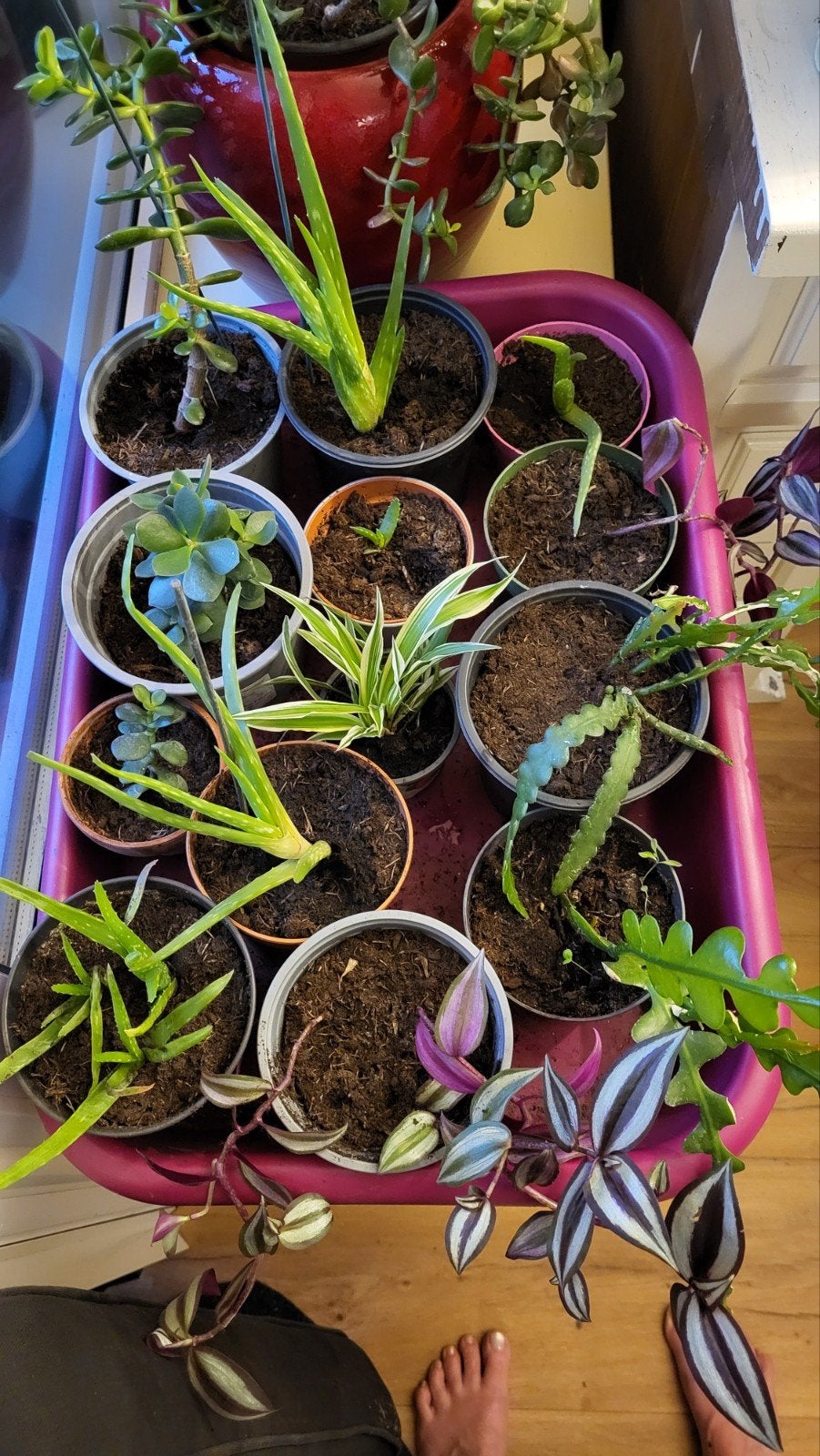 Diverse plantjes en stekken, Ophalen, Vetplant, Halfschaduw, In pot