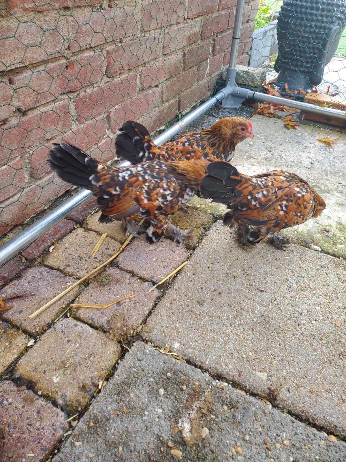 3 sabelpootkriel haantjes ruilen