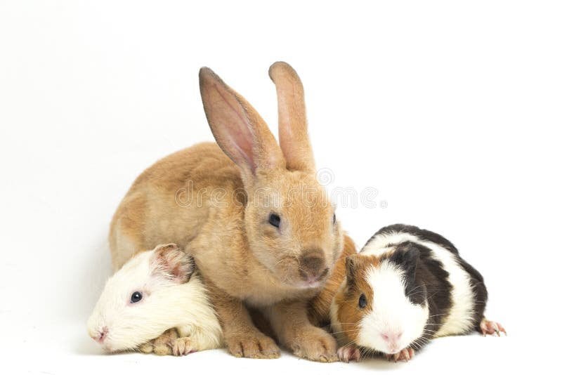 Vakantieoppas voor cavia’s, konijnen, parkiet, kleine vogels, Ophalen