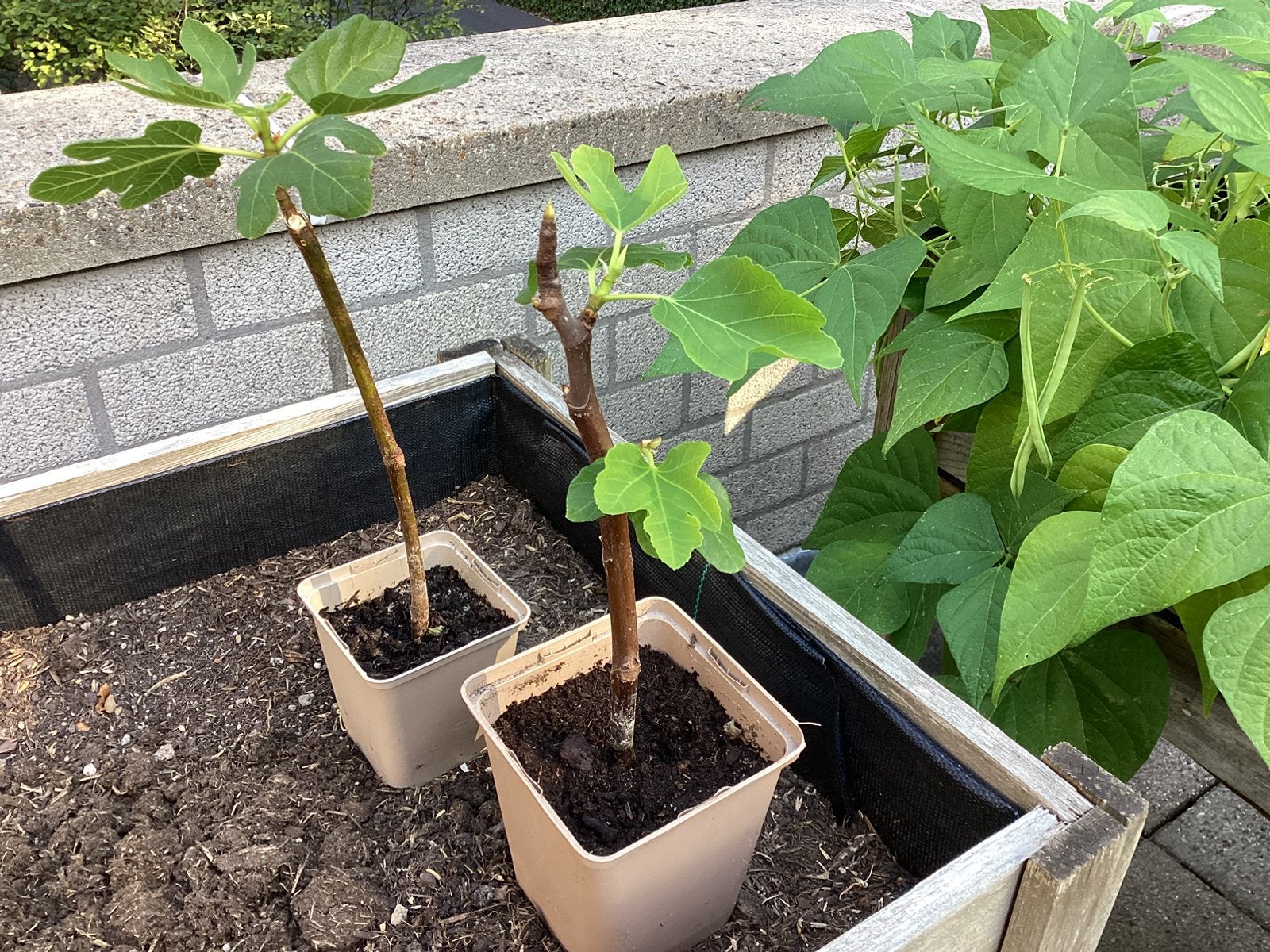 Stekken vijg - ficus carica, Ophalen, Minder dan 100 cm, Volle zon, Bloeit niet
