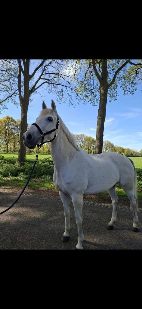 Allround Paard, Dieren en Toebehoren, Paarden, Gechipt, Ruin, Dressuurpaard, L