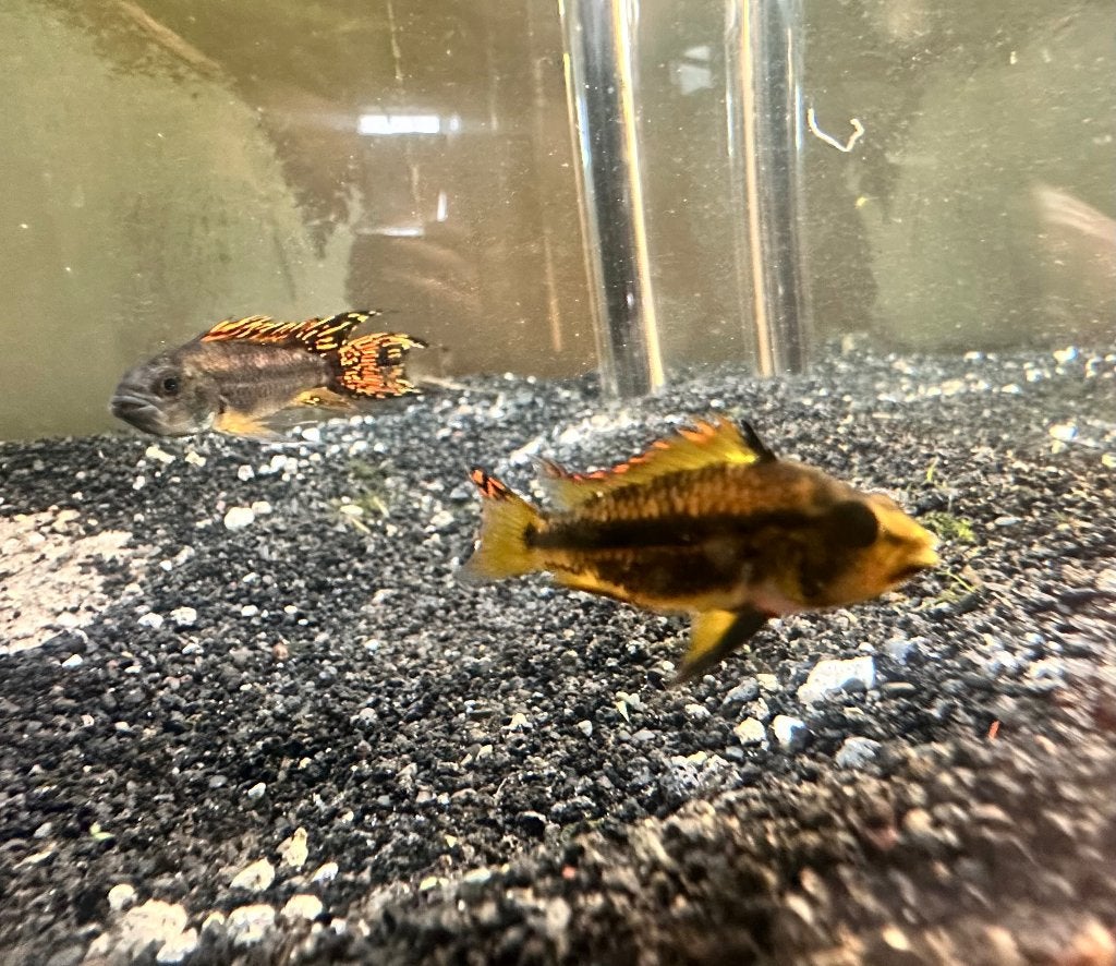 Koppel apistogramma, Vis