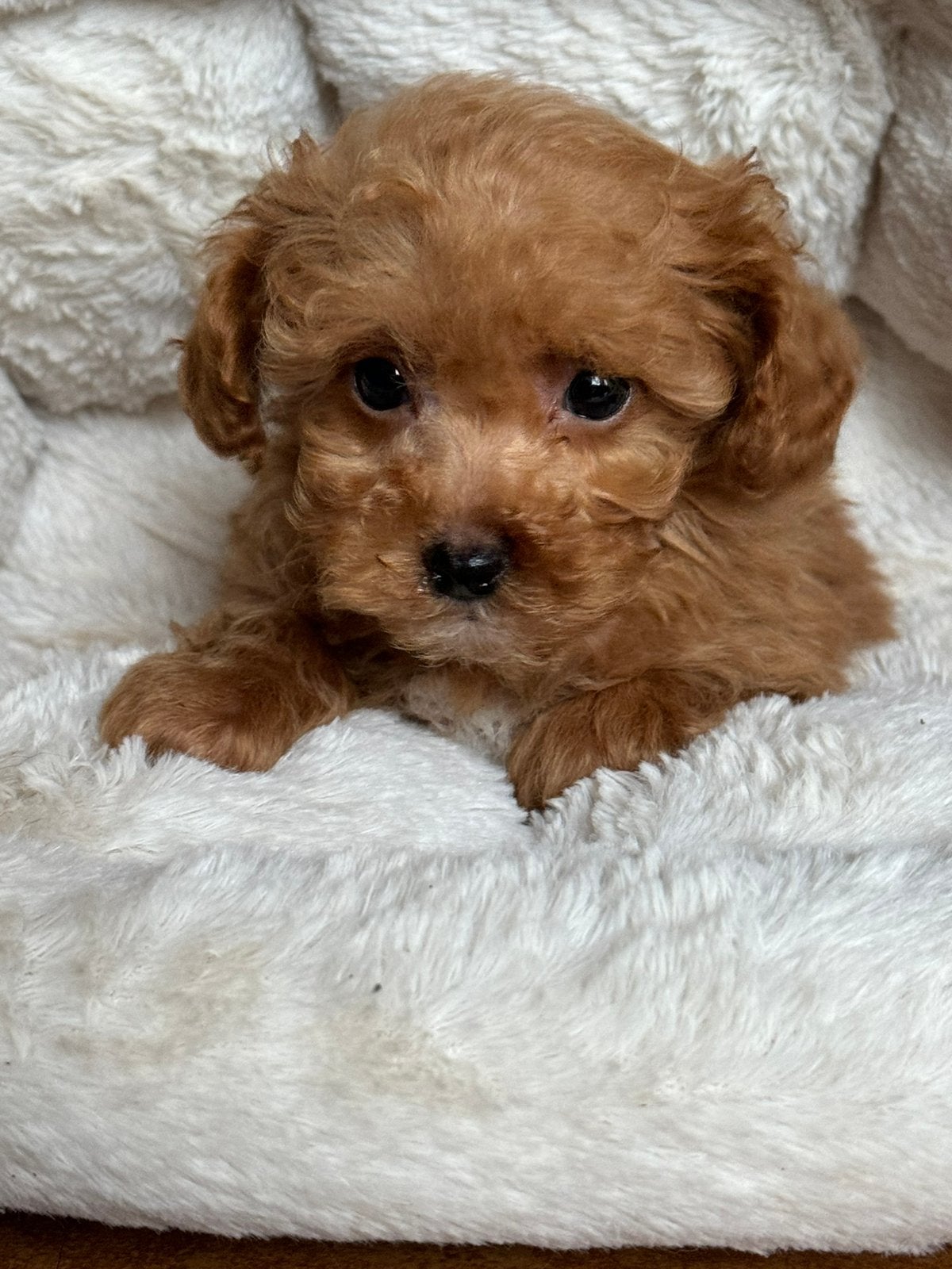 Klein type Maltipoo in diverse kleuren abricot en crème, Poedel, Parvo, Nederland, 8 tot 15 weken