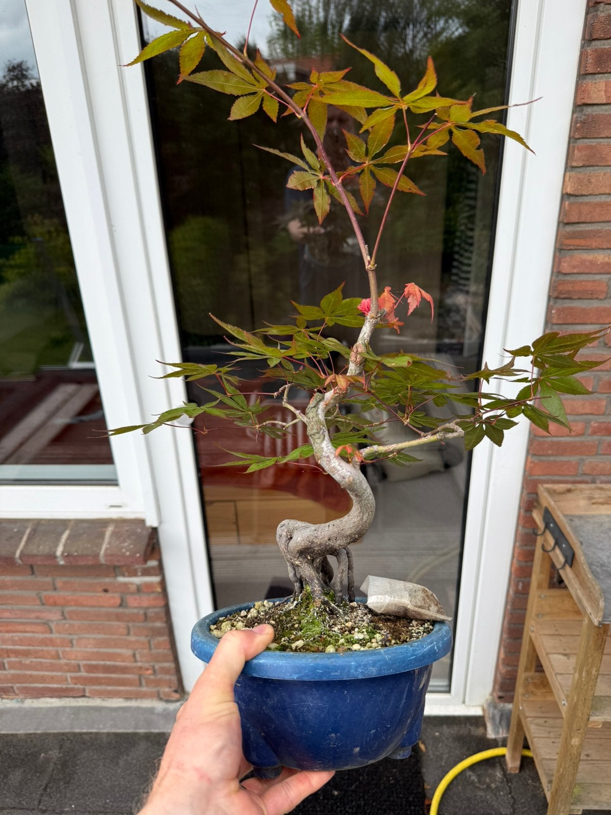 Japanse Esdoorn Bonsai 12 jaar oud exposed root style #5, Tuin en Terras, Planten | Bomen, Overige soorten, Minder dan 100 cm