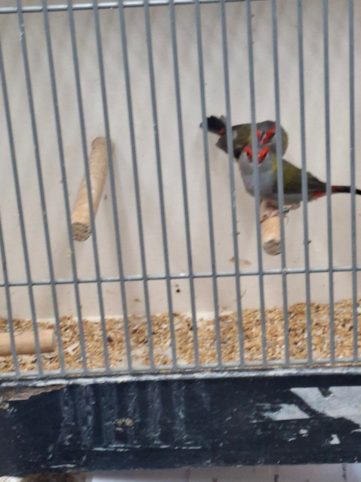 2 dornastrilde mannen, Dieren en Toebehoren, Mannelijk