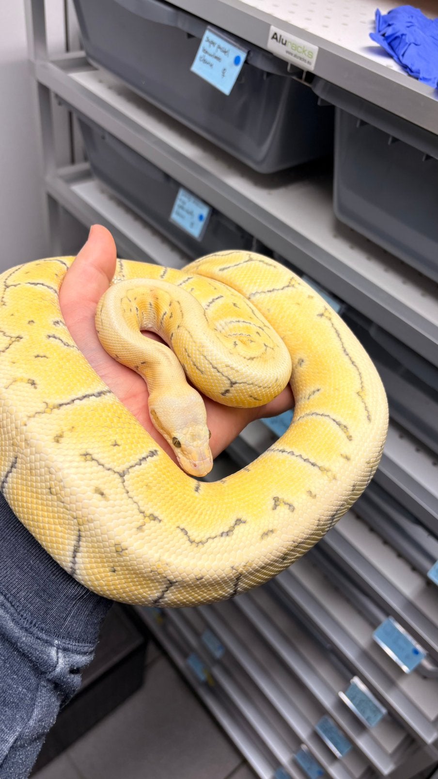 Pastel pinstripe desert ghost ball python Ball Python photo 2