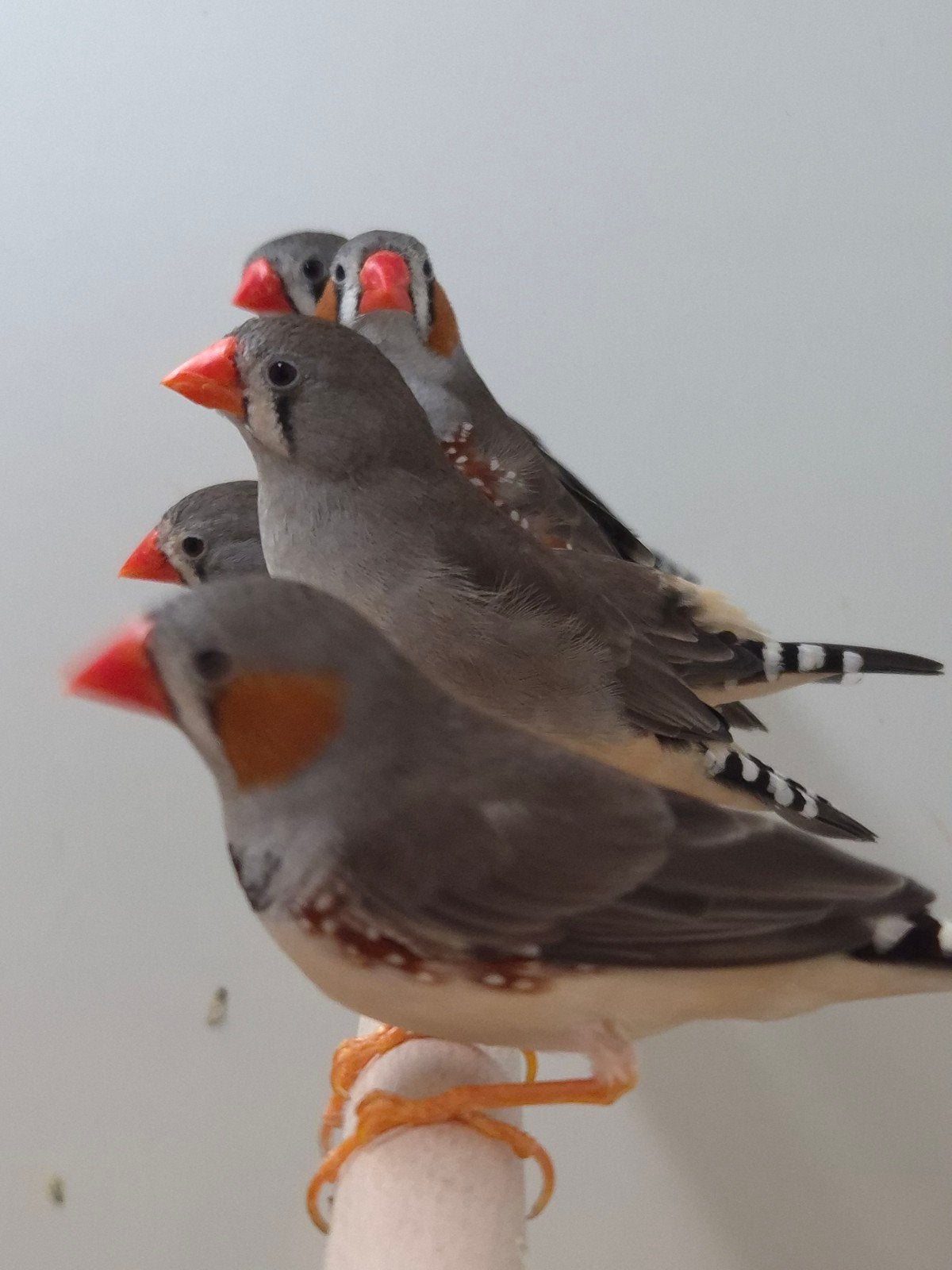 3-3 Timor Zebravinken, Meerdere dieren, Tropenvogel, Geringd