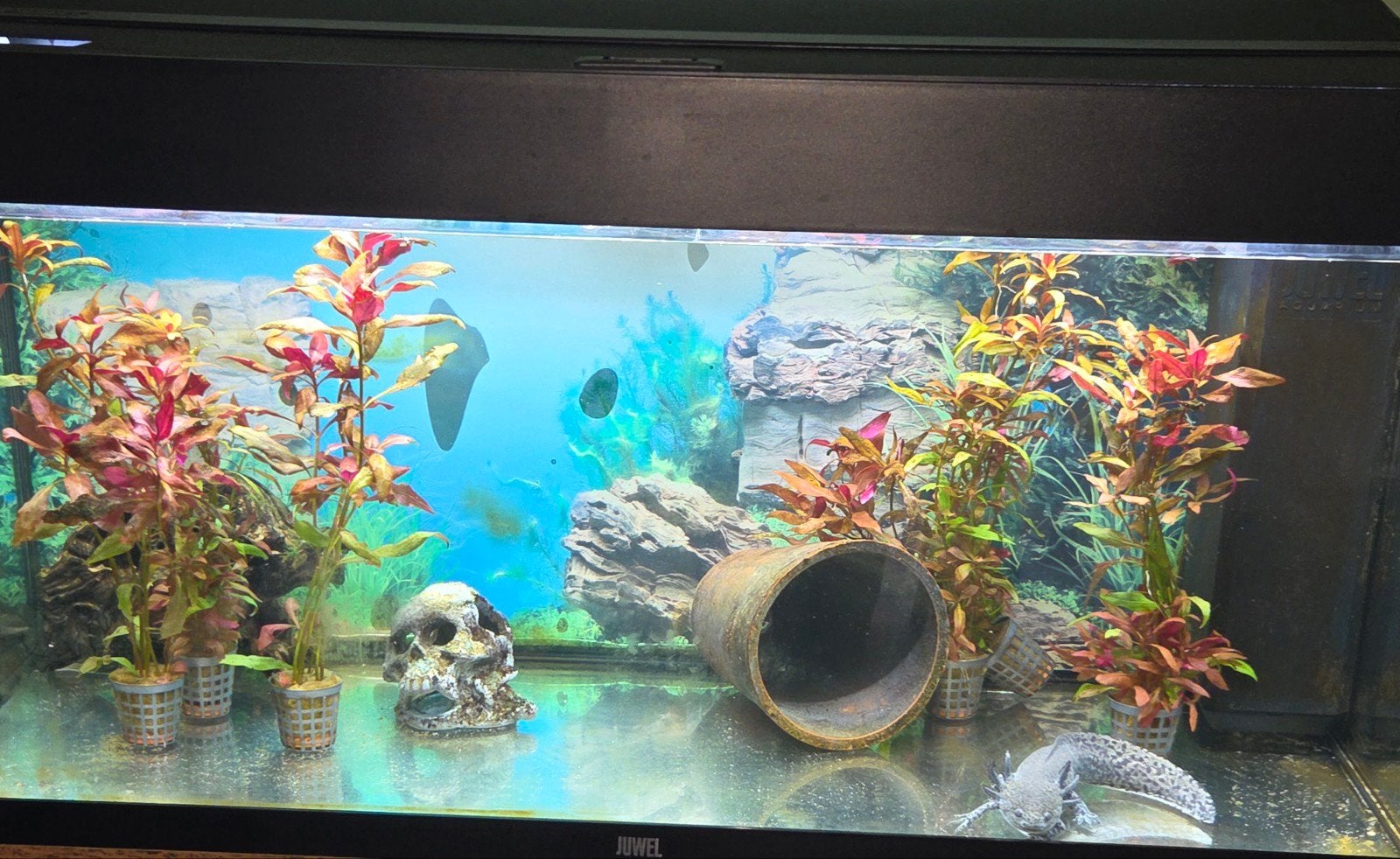 Axelotl met Aquarium  te koop, Ophalen, Zo goed als nieuw, Gevuld zoetwateraquarium, Juwel