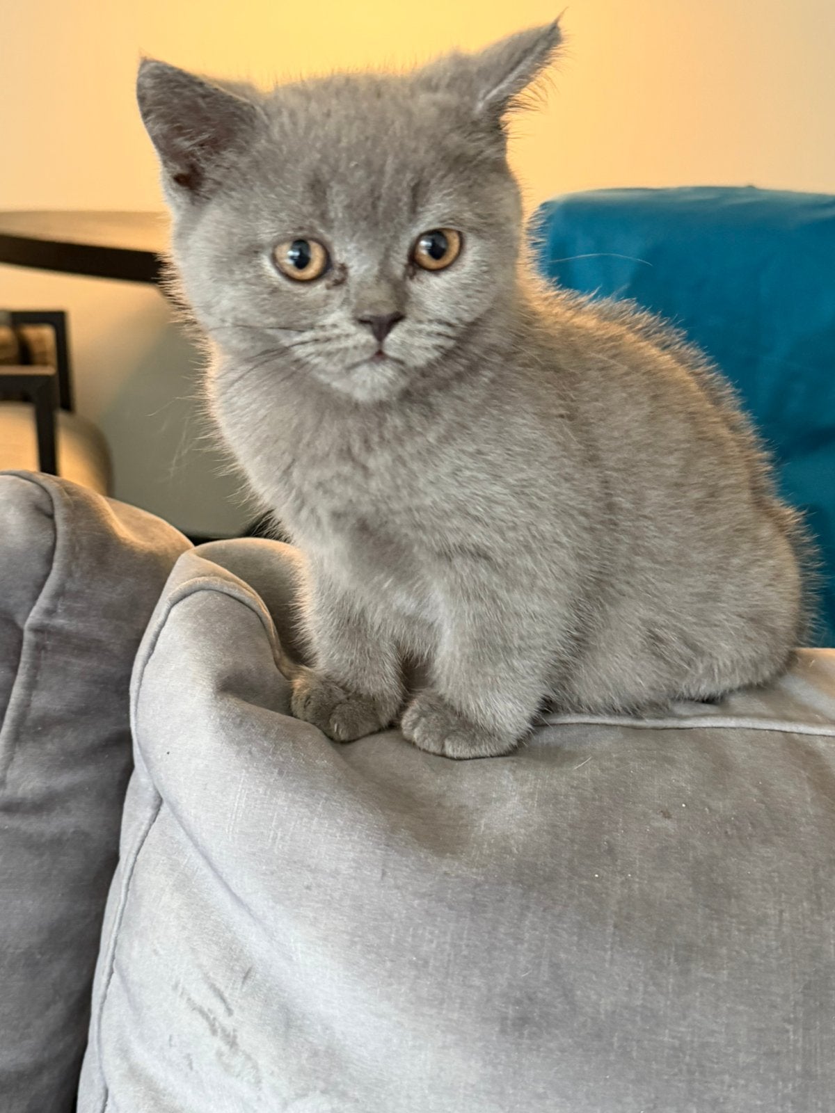 Britse Korthaar Blue kitten (kater), Meerdere dieren, Ingeënt, 0 tot 2 jaar