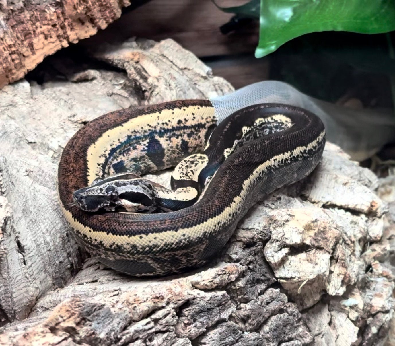 Boa imperator IMG Jungle CB 2024 Boa Constrictor photo 4