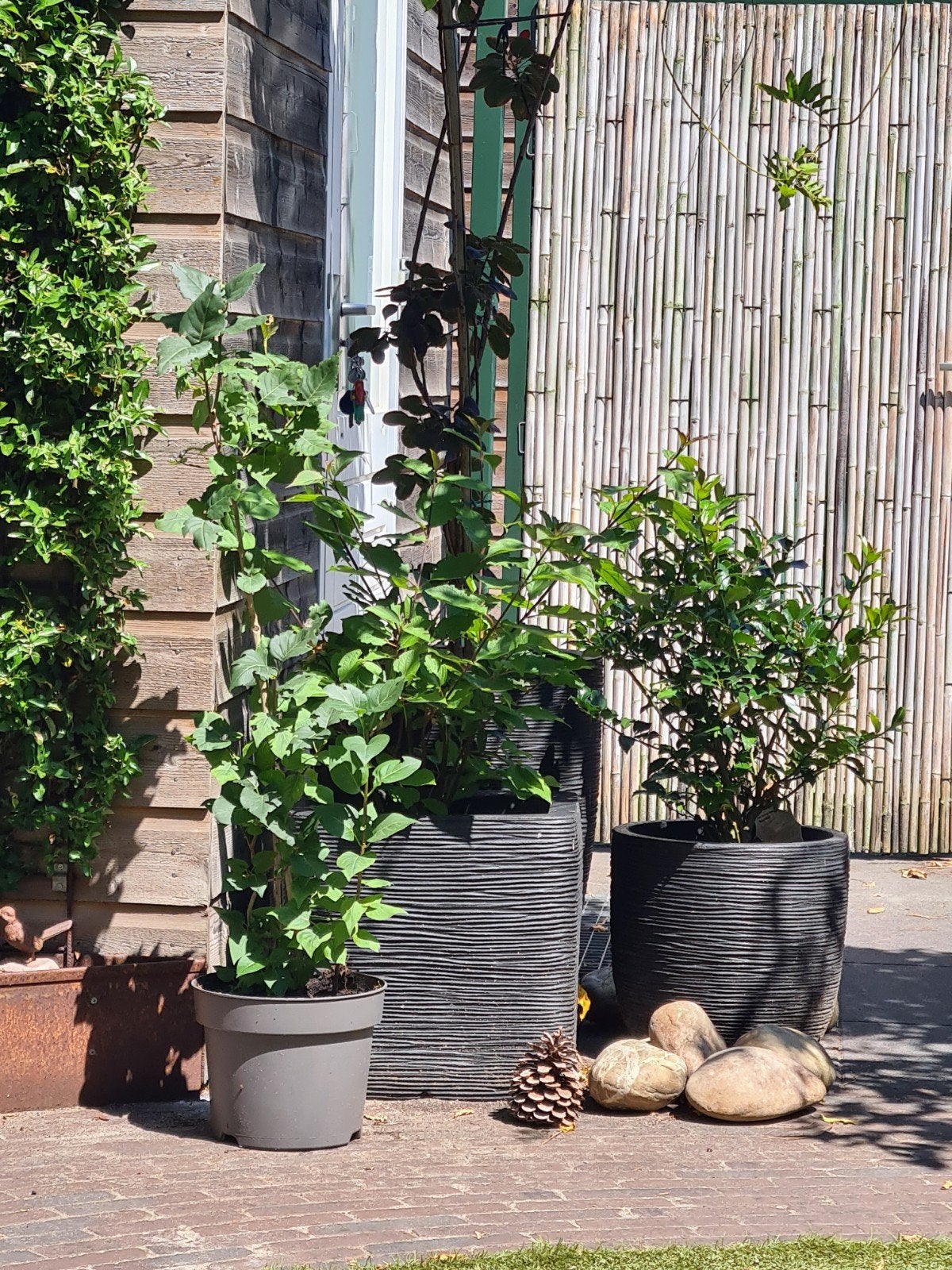 Heerlijk geurende Sering Syringa vulgaris tuinplant, Tuin en Terras, Halfschaduw, Overige soorten, 100 tot 250 cm, Zomer