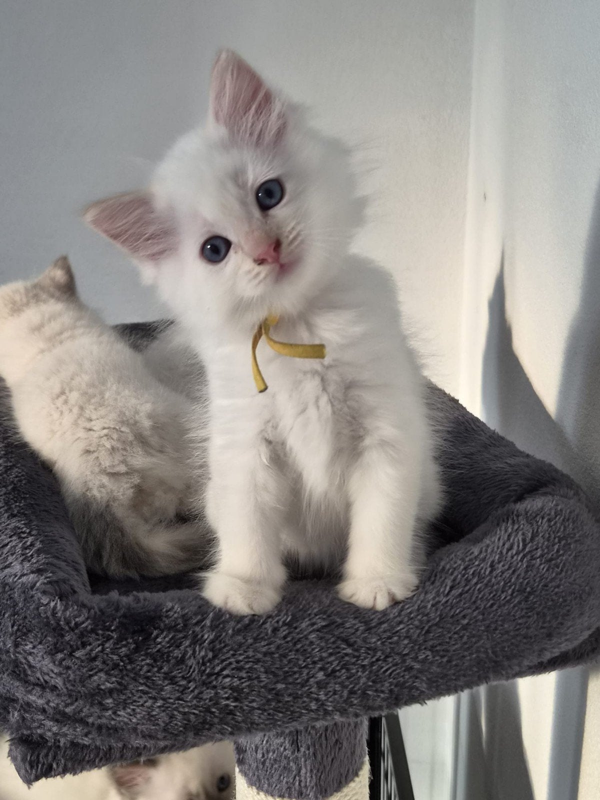 3 witte 100% Ragdoll kittens ( inenting, chip en paspoort ), Dieren en Toebehoren, Katten en Kittens | Raskatten | Langhaar, Kater