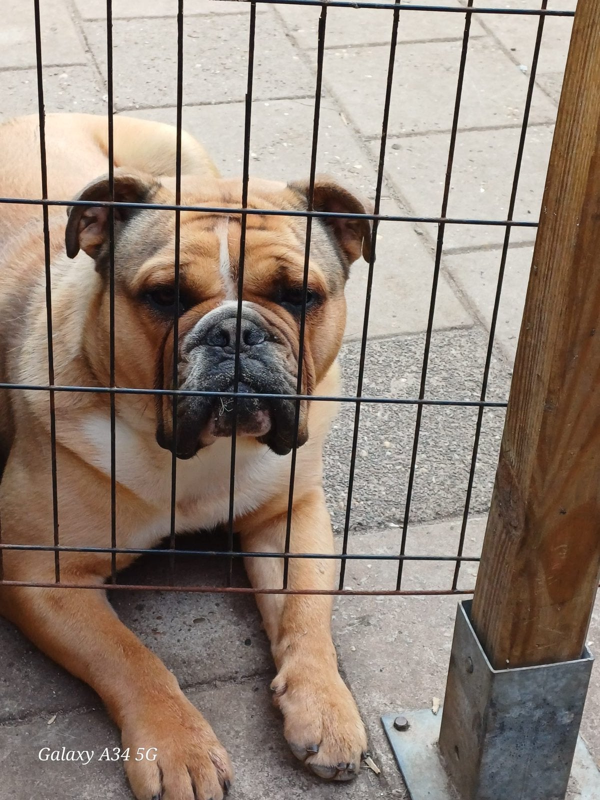 Old english buldog, Dieren en Toebehoren, Honden | Bulldogs, Pinschers en Molossers, Reu, 1 tot 2 jaar, Bulldog, Eén hond