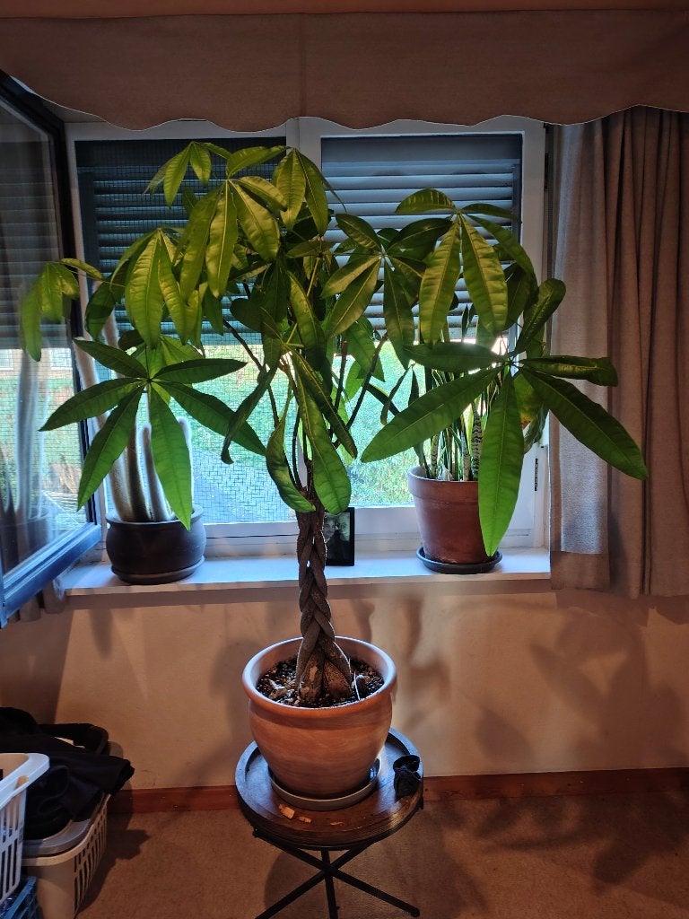Pachira Aquatica, watercacao met pot, Ophalen, 100 tot 150 cm, Overige soorten, Halfschaduw