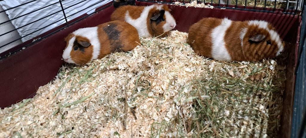 3 cavia zeugjes, Dieren en Toebehoren, Cavia, Juni, Vrouwelijk, Tam