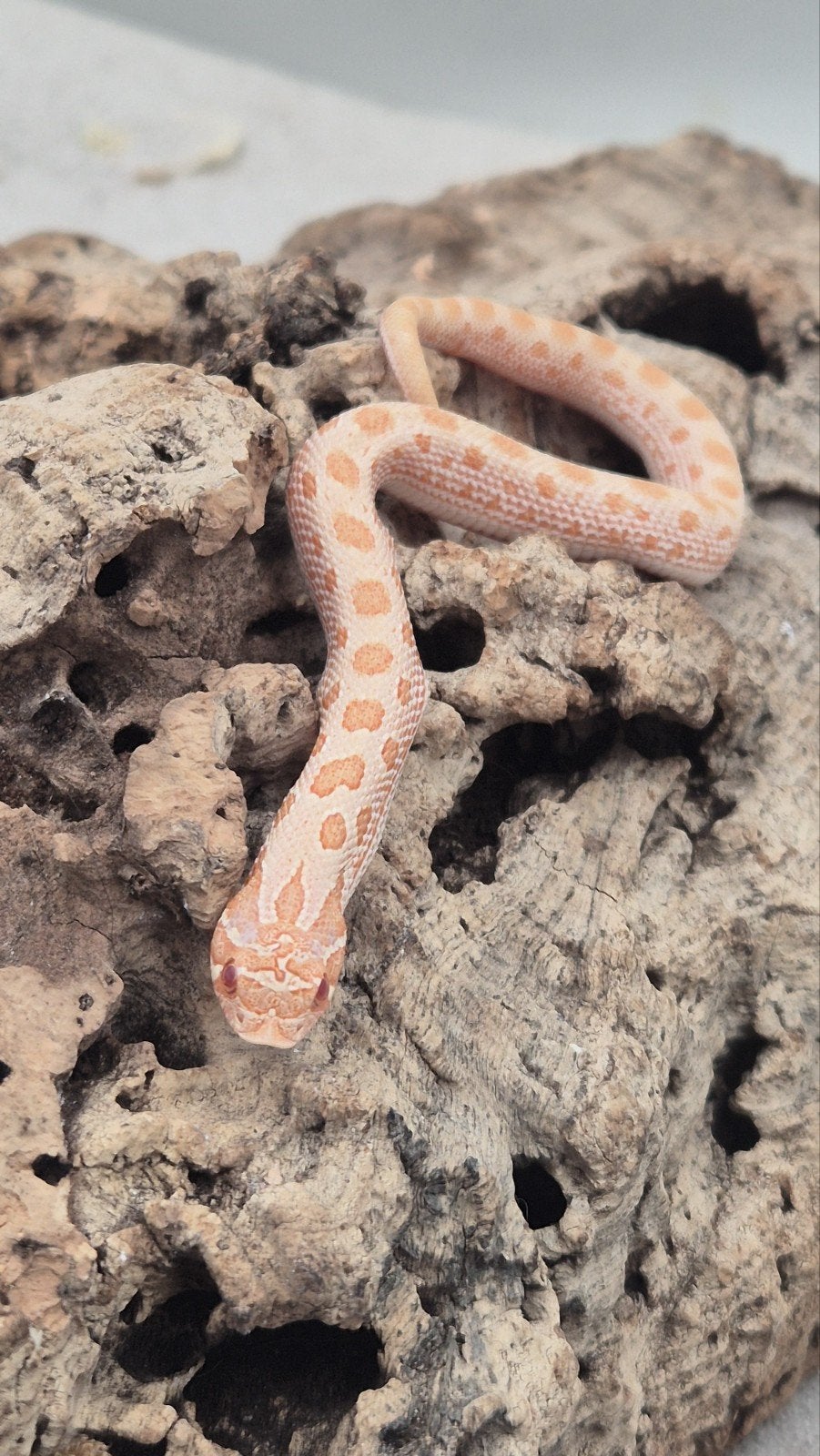 Haakneusslang uit 2026 het snow Hognose Snake photo 2