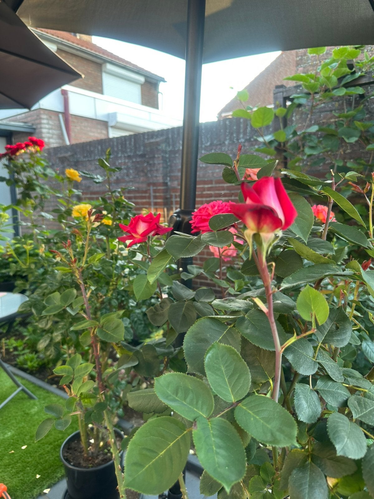 ode geurige roos, Ophalen, Volle zon
