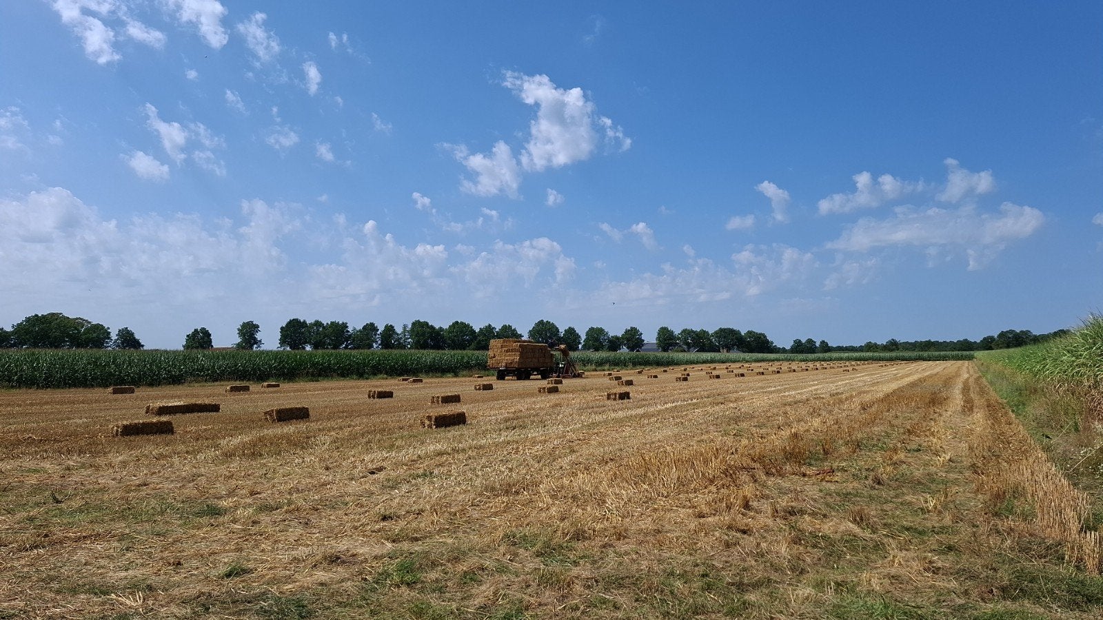 Mooi droge pakjes stro,  wintertarwe., Zakelijke goederen, Ophalen