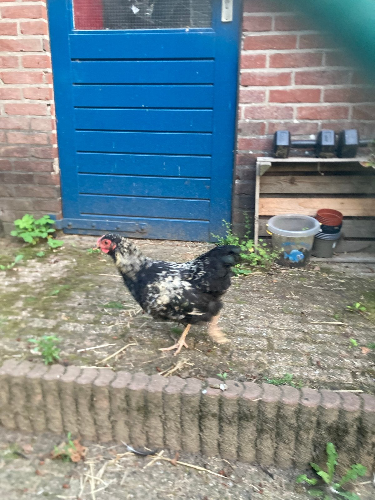 2 Wyandotte kriel hanen, Dieren en Toebehoren, Pluimvee, Mannelijk, Kip