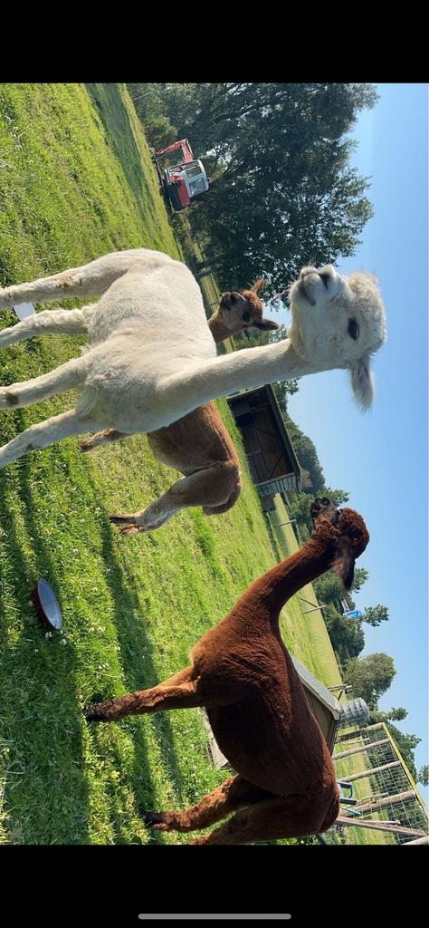 3 alpaca merries te koop, Dieren en Toebehoren, Overige Dieren, Vrouwelijk, Juni