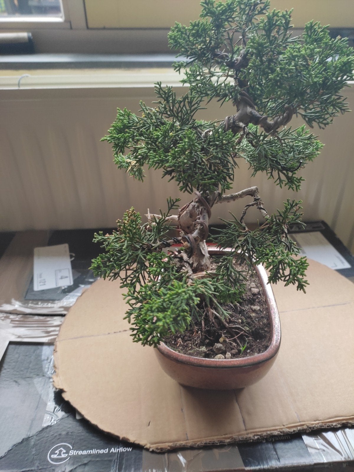 Juniper (jeneverbes) kishu bonsai 25 cm vanaf pot gemeten, Ophalen of Verzenden, Overige soorten, Volle zon