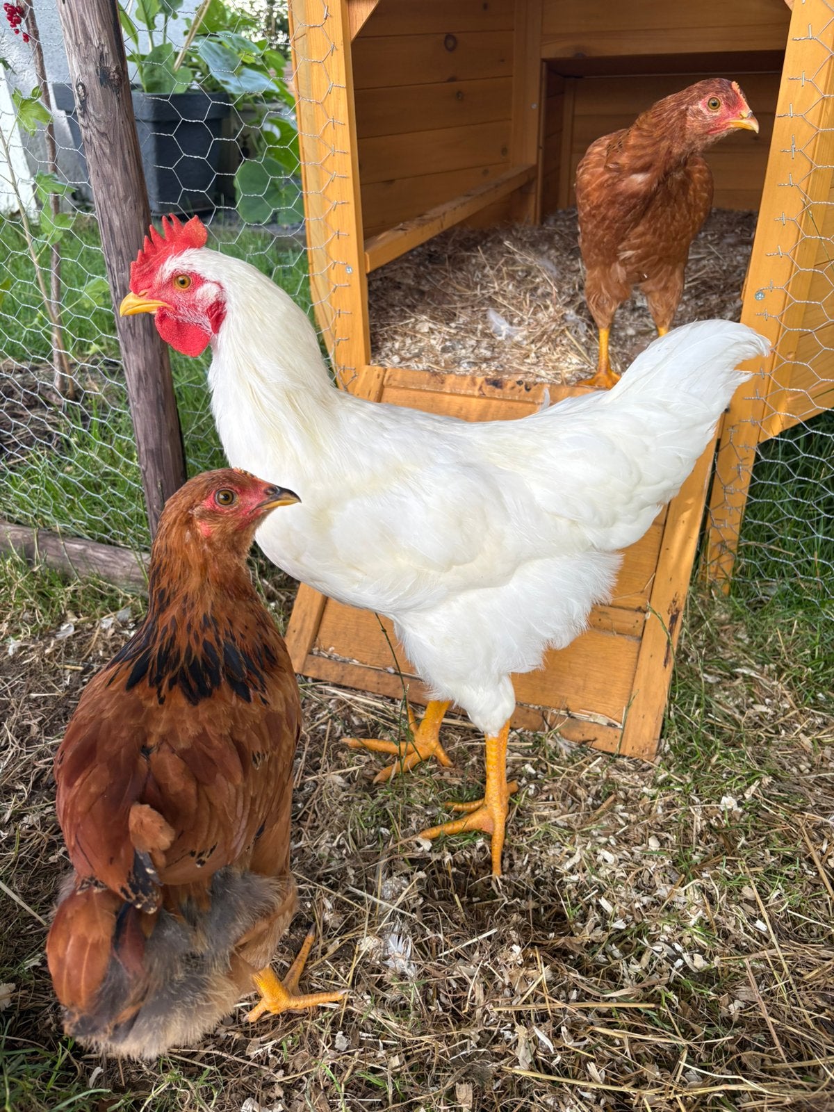 Mooie jonge haan te koop, Dieren en Toebehoren, Pluimvee, Mannelijk, Kip