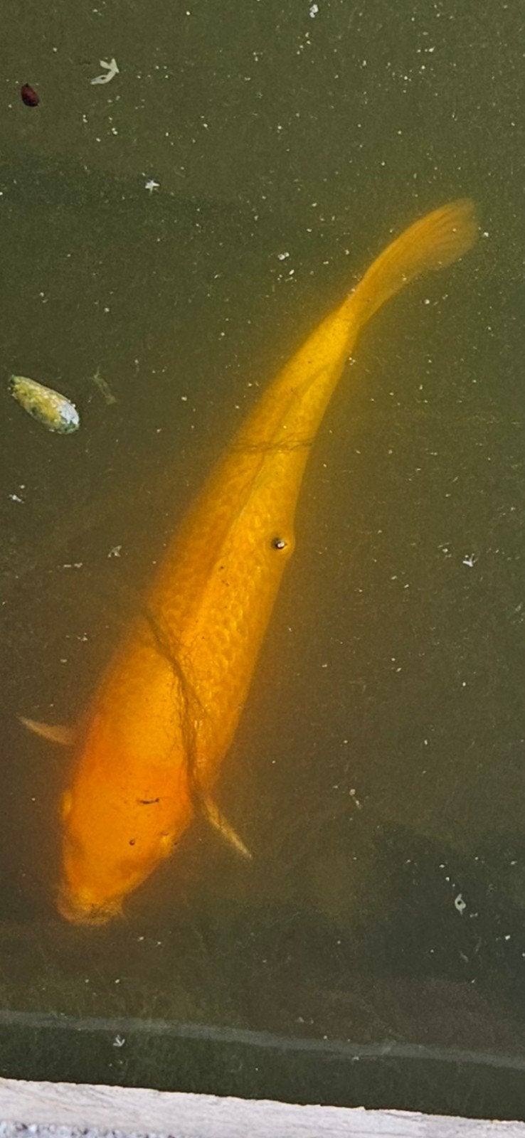 ochiba koi, Karper of Koi