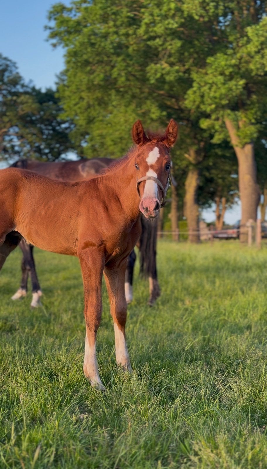 Hengst veulen, Dieren en Toebehoren, Paarden, Minder dan 160 cm, Met stamboom, Dressuurpaard, 0 tot 2 jaar