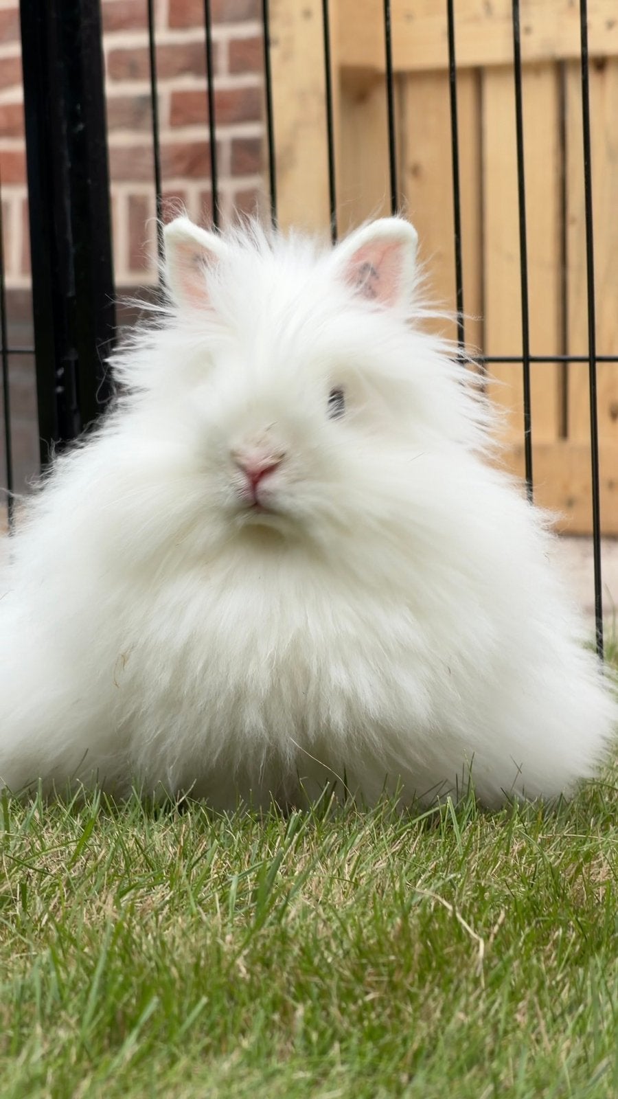 Super knappe gecastreerde + gevaccineerde Minilops + Teddy’s, Dieren en Toebehoren, Meerdere dieren, Dwerg, Hangoor, 0 tot 2 jaar