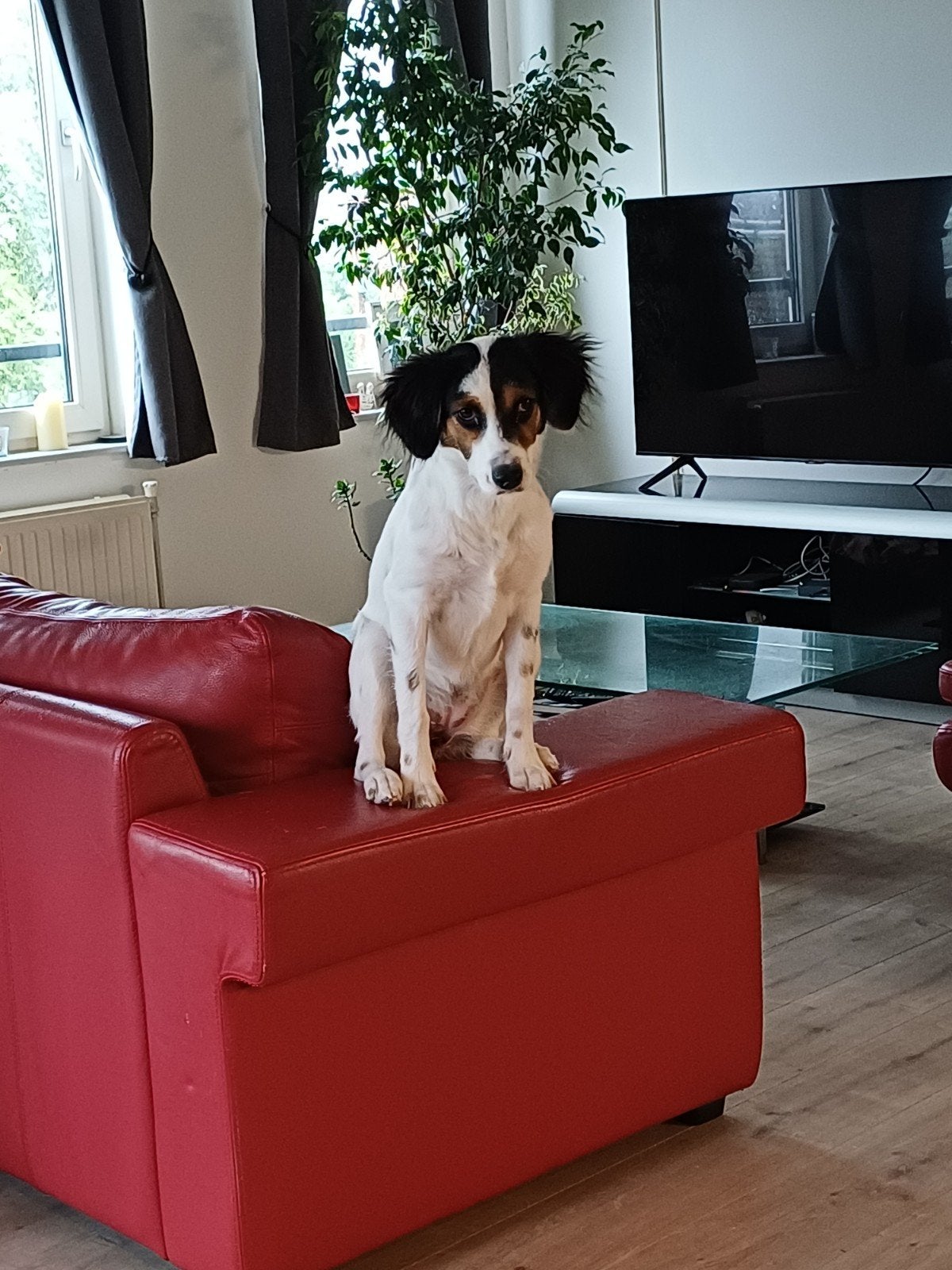 Ter adoptie aangeboden Aveline een lieve Mix Setter., Dieren en Toebehoren, Dierenvoeding, Ophalen of Verzenden, Hond