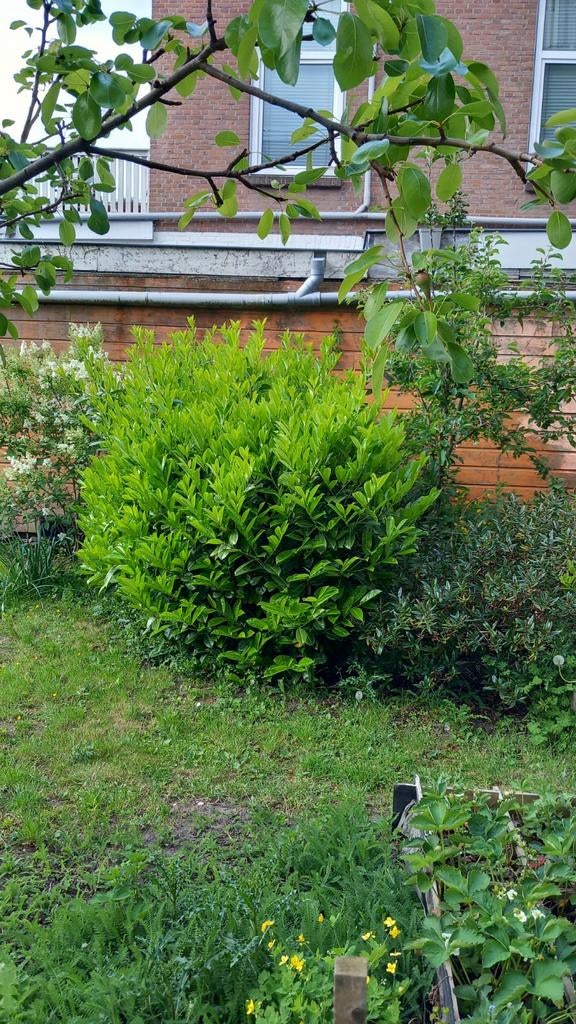 Glanzende laurierkers (Prunus laurocerasus), Ophalen of Verzenden, Overige soorten, Halfschaduw