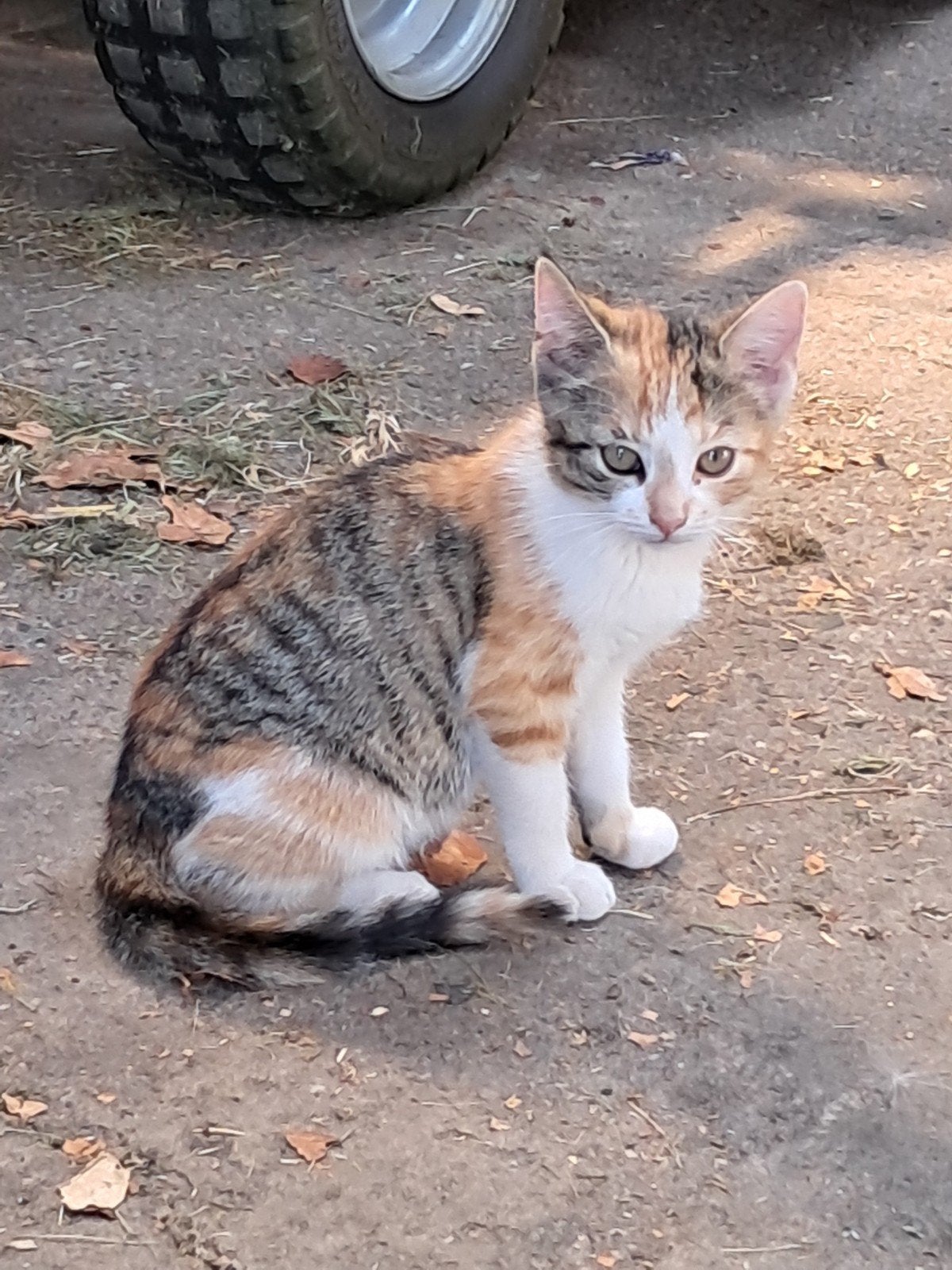 Kittens 8 weken oud 1x rode  vrouwtjes.lapjes., Poes