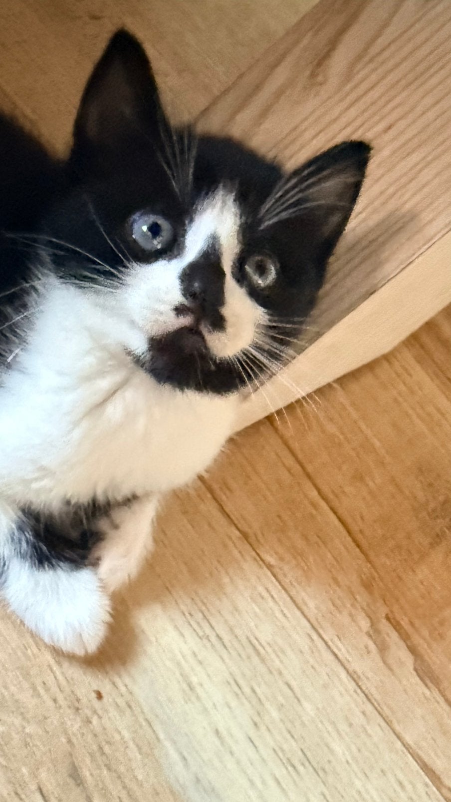 Kittens vanaf 24-07 beschikbaar, Meerdere dieren, Kortharig, 0 tot 2 jaar