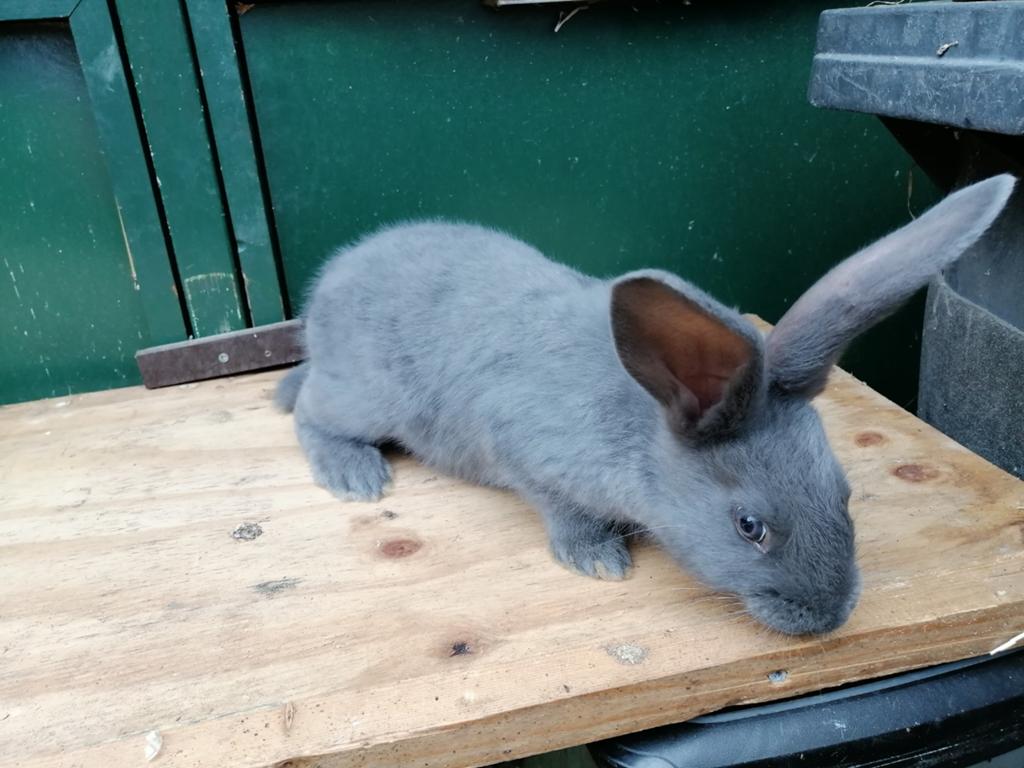 blauw lotharinger rammetje, Dieren en Toebehoren, Konijnen, Mannelijk, Groot, 0 tot 2 jaar