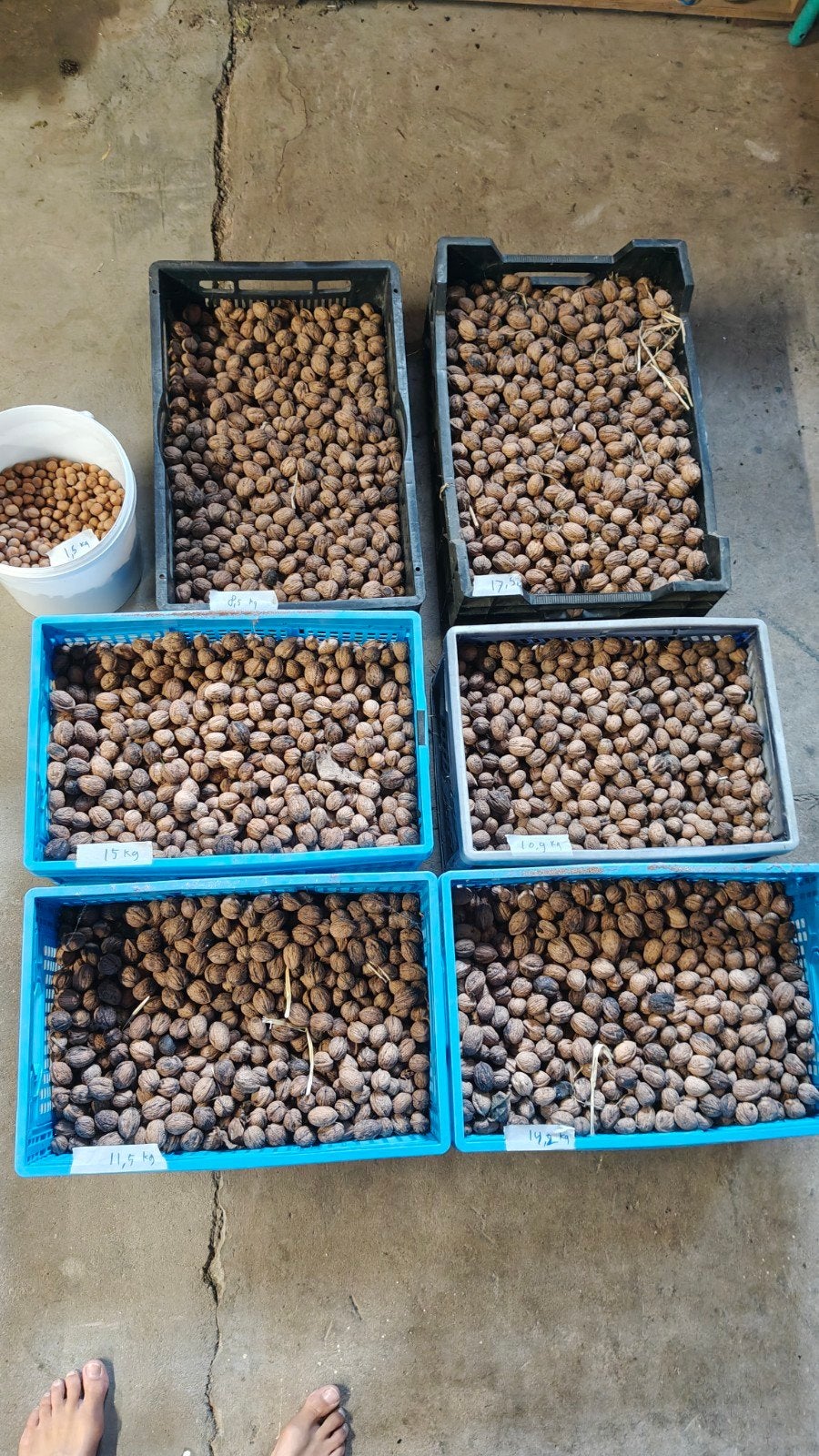 Walnoten, 27kg, Diversen, Ophalen of Verzenden