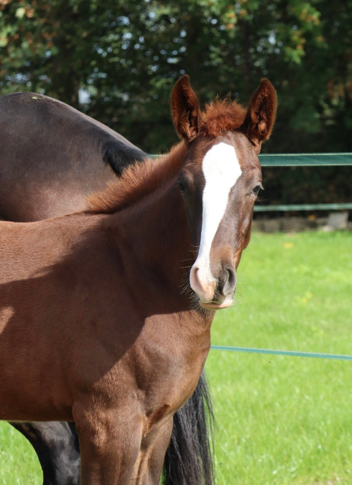 kwaliteits dressuur hengstveulen te koop!, Hengst, Dressuurpaard, 0 tot 2 jaar