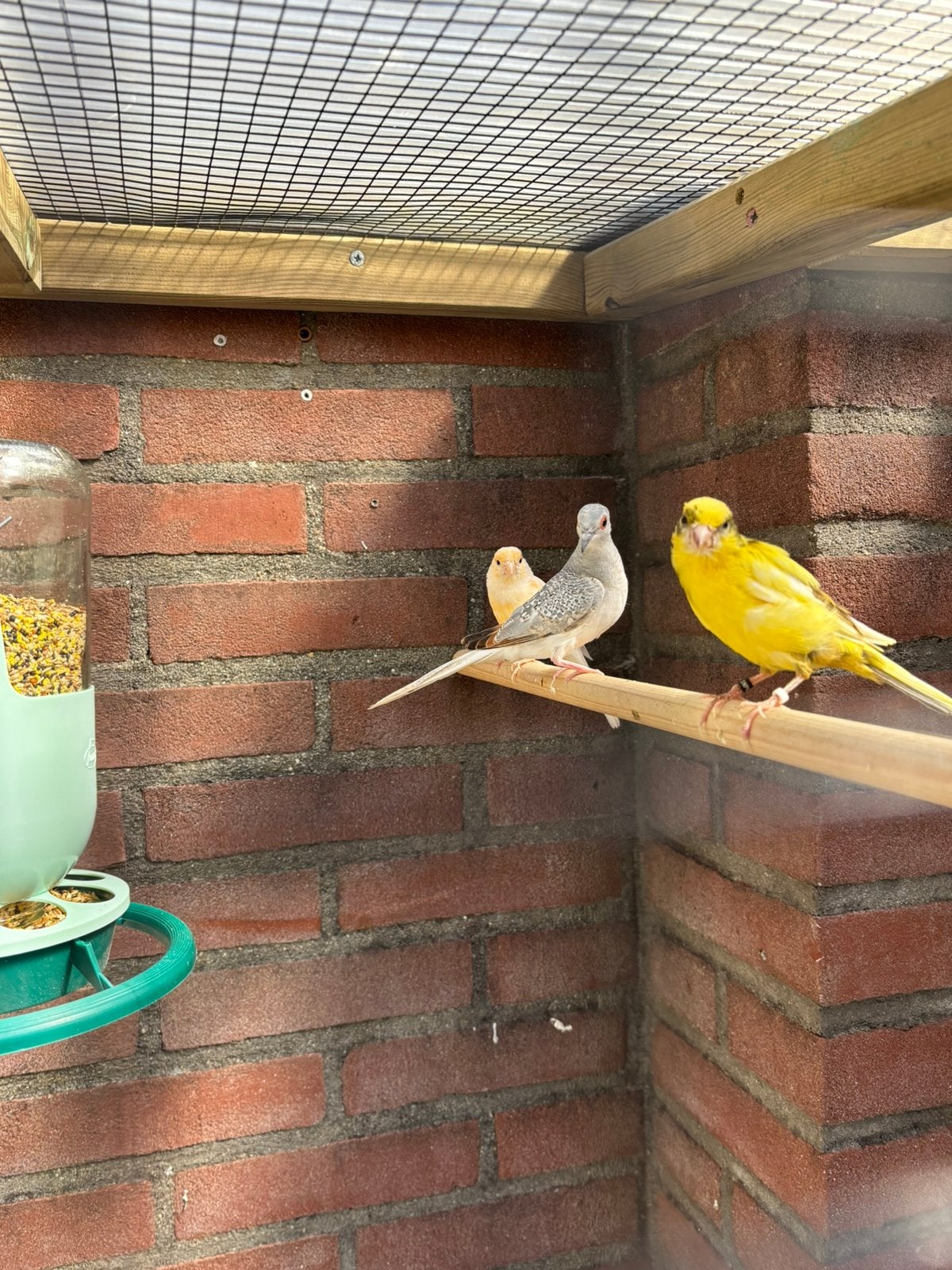 2 diamantduifjes, Meerdere dieren