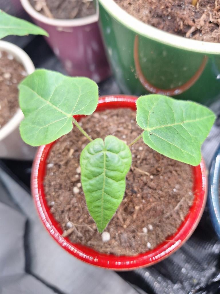 Brachychiton Discolor, Huis en Inrichting, Kamerplanten, Ophalen, Overige soorten, Halfschaduw, In pot
