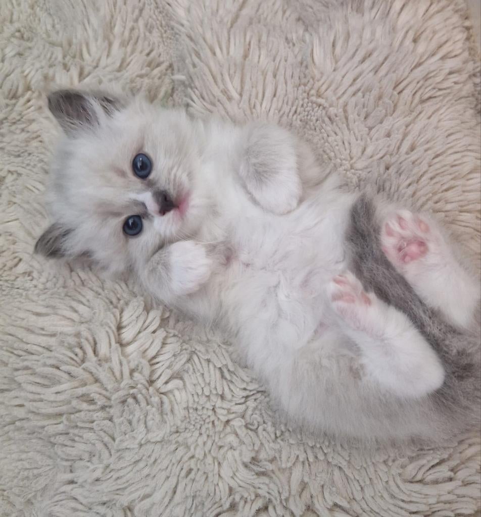 Lieve ragdoll kittens blue, Dieren en Toebehoren, Meerdere dieren, Gechipt