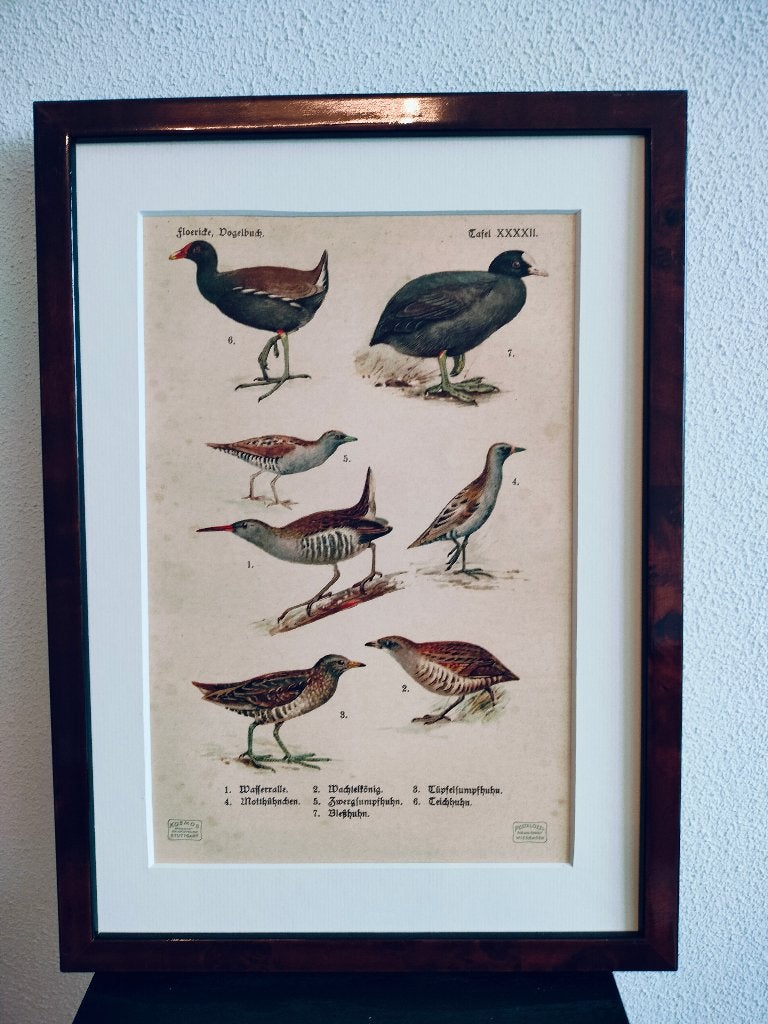 Litho Floericke Waterral Meerkoet Waterhoen Kwartel 1922, Antiek en Kunst, Ophalen of Verzenden, Dieren en Natuur, Lithografie