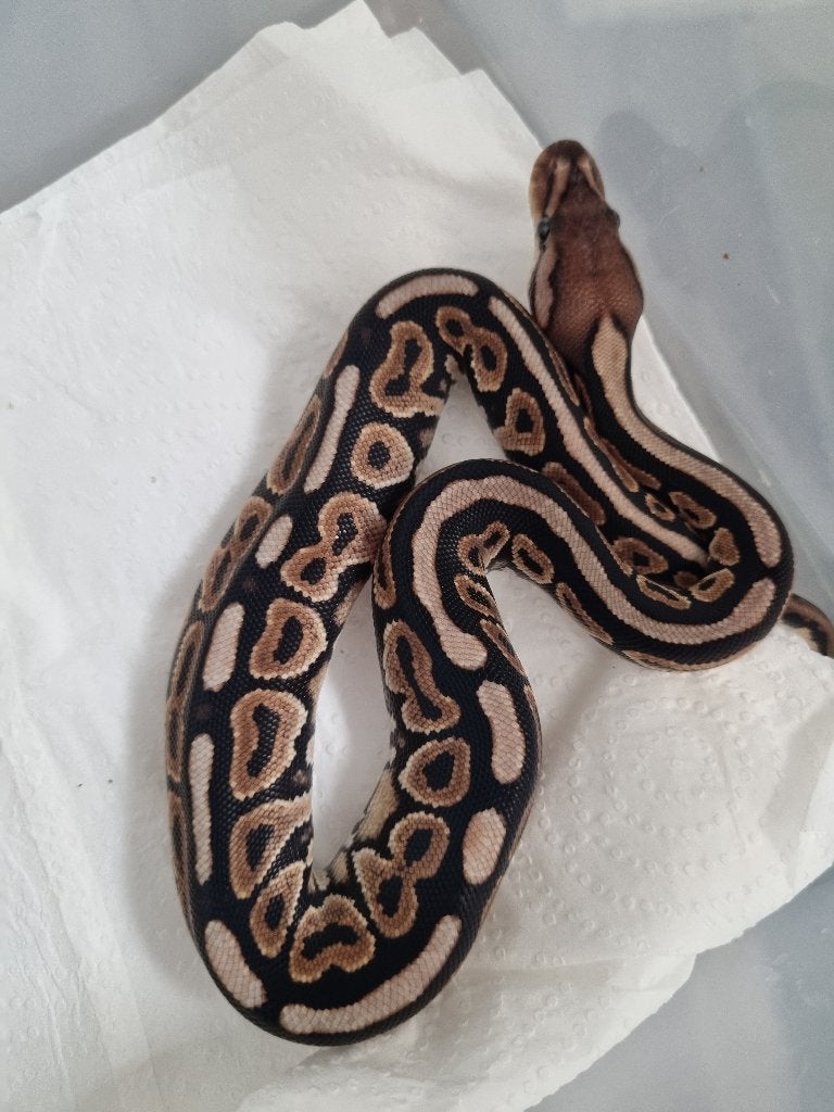 0.1 cinnamon (gravel) het clown koningspython Ball Python photo 2