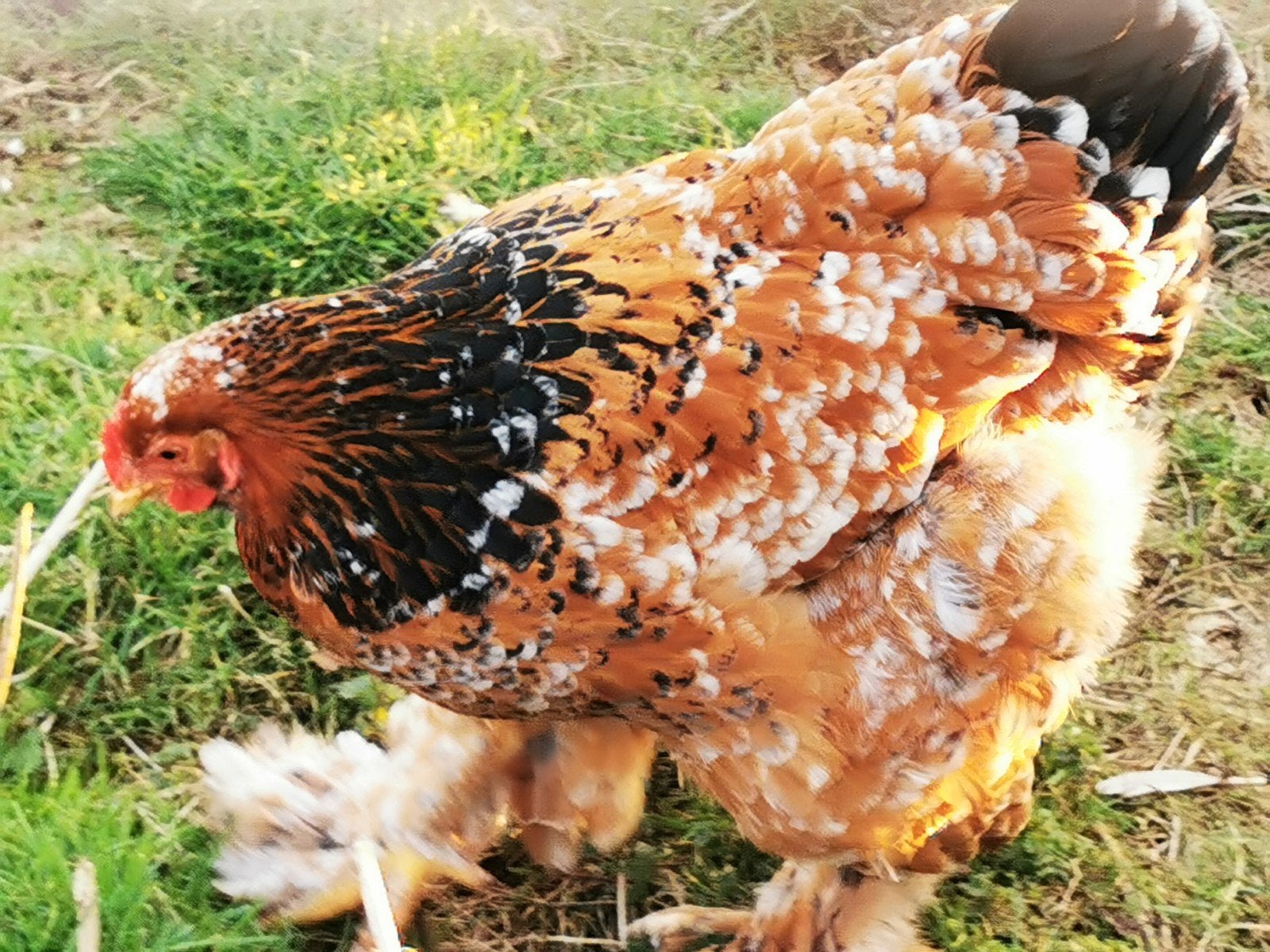 broedeieren Brahma groothoender porselein, Dieren en Toebehoren, Geslacht onbekend, Kip