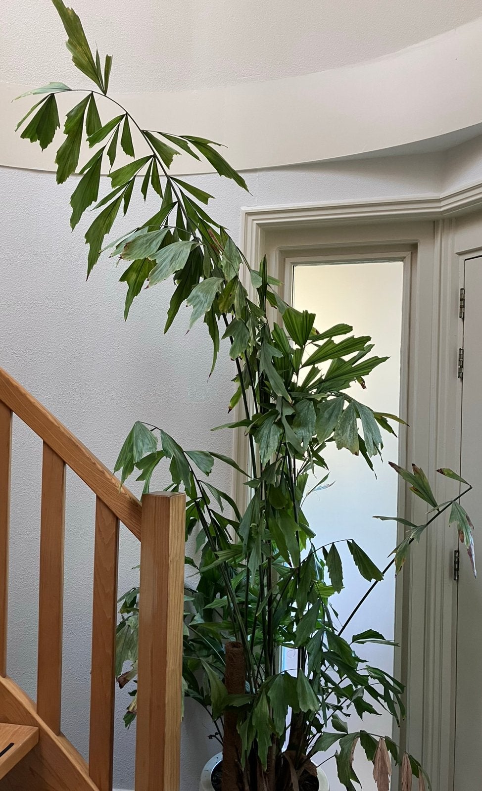 Grote vissenstaart palm 2.50 mtr., Huis en Inrichting, Ophalen, 200 cm of meer, Volledige schaduw, Palm