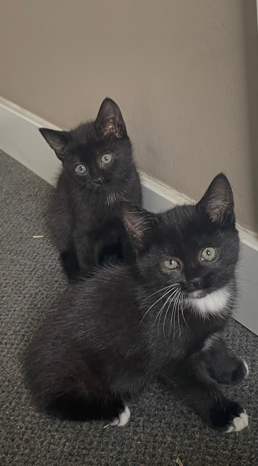 Schattige kittens te koop, Meerdere dieren, Ontwormd