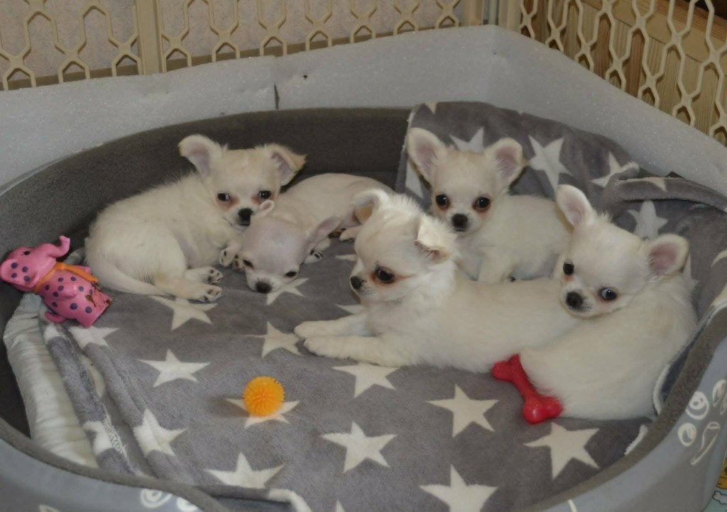 Chihuahua puppies, Dieren en Toebehoren, Honden | Chihuahua's en Gezelschapshonden, Nederland, 8 tot 15 weken, Meerdere, Meerdere dieren