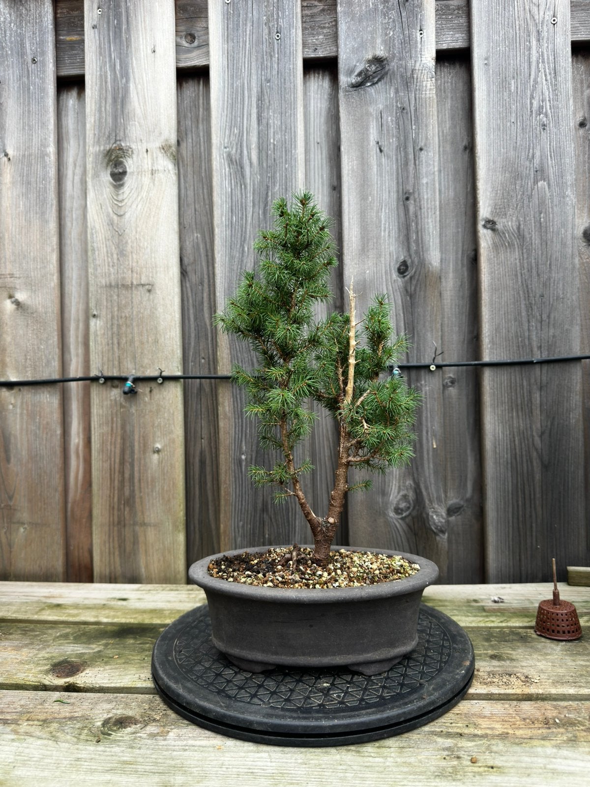 Pre bonsai, Ophalen, Bloeit niet, Halfschaduw, Overige soorten