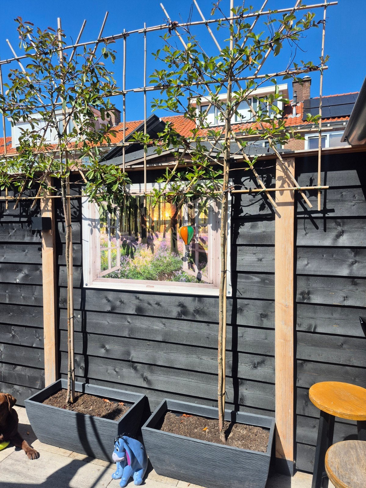 leiboom Red Robin Photinia fraseri plantenbak, Ophalen, Lente, Halfschaduw, 100 tot 250 cm
